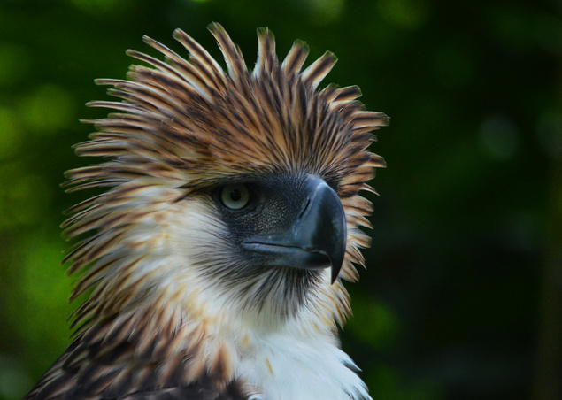 Philippine Eagle